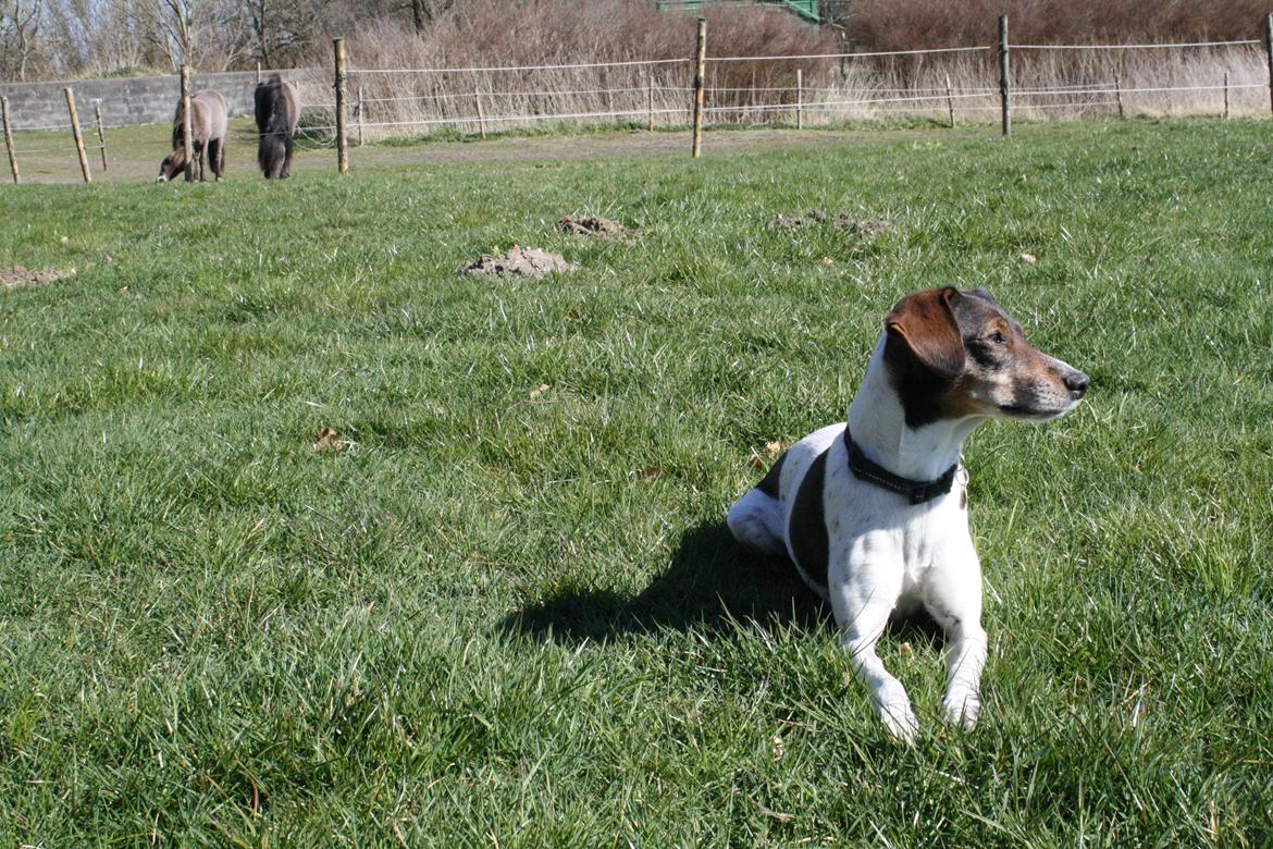 Dansk svensk gaardhund SACHA - Heste i baggrunden billede 14