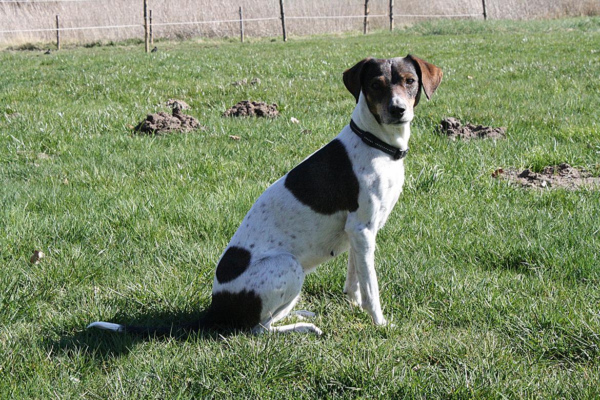 Dansk svensk gaardhund SACHA billede 15