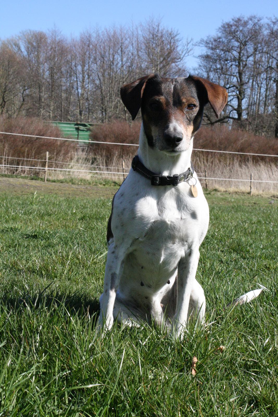 Dansk svensk gaardhund SACHA billede 12