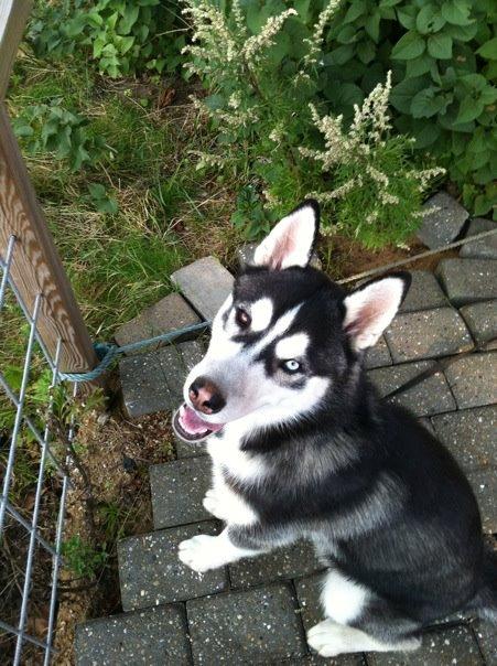 Siberian husky Samson '' Don Bamson '' billede 9
