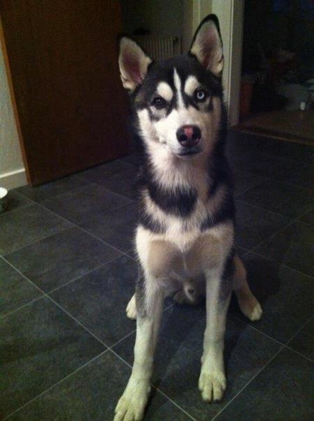 Siberian husky Samson '' Don Bamson '' billede 10