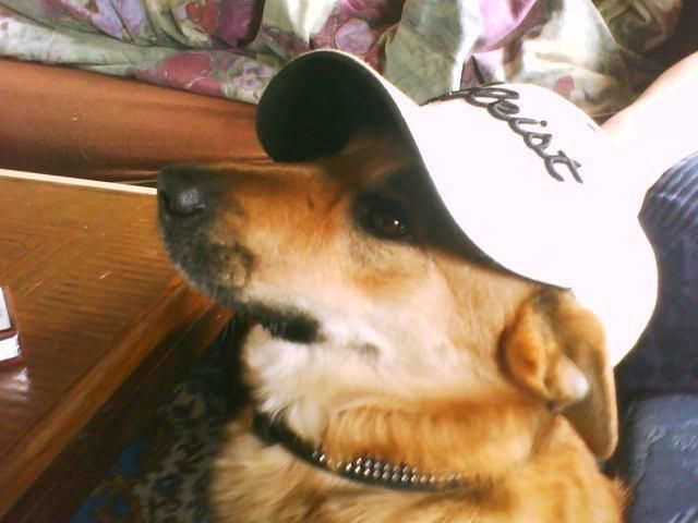 Islandsk fårehund Chanel<3 |Chello|<3 - <3 billede 15