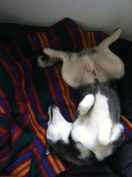 Siberian husky Samson '' Don Bamson '' billede 11