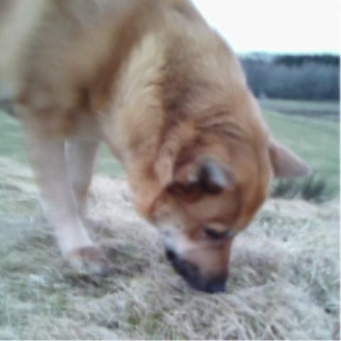 Islandsk fårehund Chanel<3 |Chello|<3 - Jeg elsker dig<3 billede 13