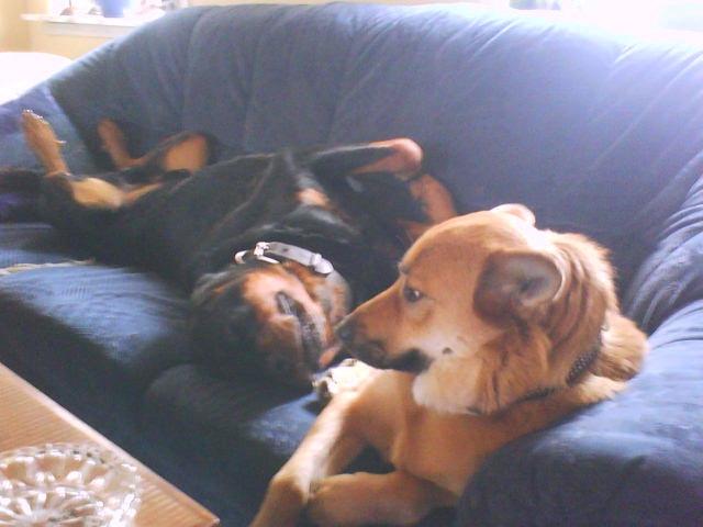 Islandsk fårehund Chanel<3 |Chello|<3 - Mollie og Chanel :D<3 billede 18