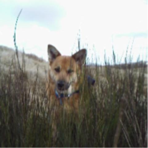 Islandsk fårehund Chanel<3 |Chello|<3 - Min dejlige Chanel<3 billede 12