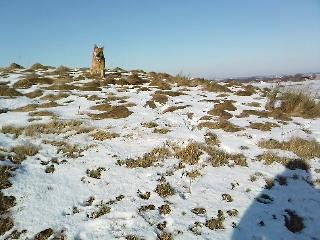 Islandsk fårehund Chanel<3 |Chello|<3 billede 17