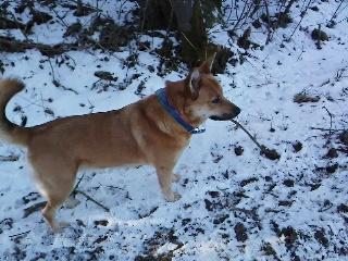 Islandsk fårehund Chanel<3 |Chello|<3 billede 14