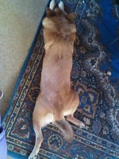 Islandsk fårehund Chanel<3 |Chello|<3 - ?:D<3 billede 19