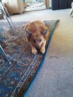 Islandsk fårehund Chanel<3 |Chello|<3 - <3 billede 20