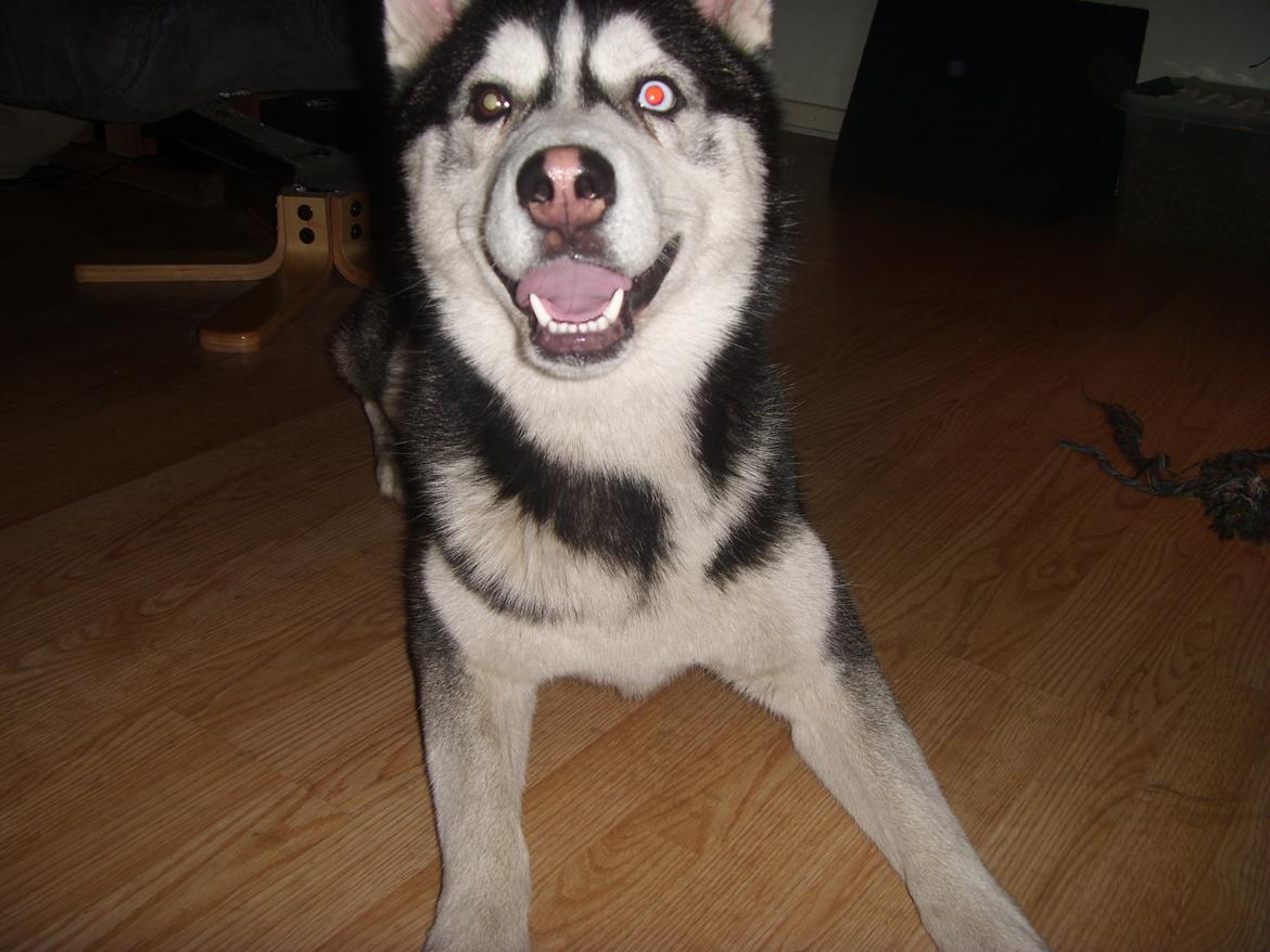 Siberian husky Samson '' Don Bamson '' billede 12