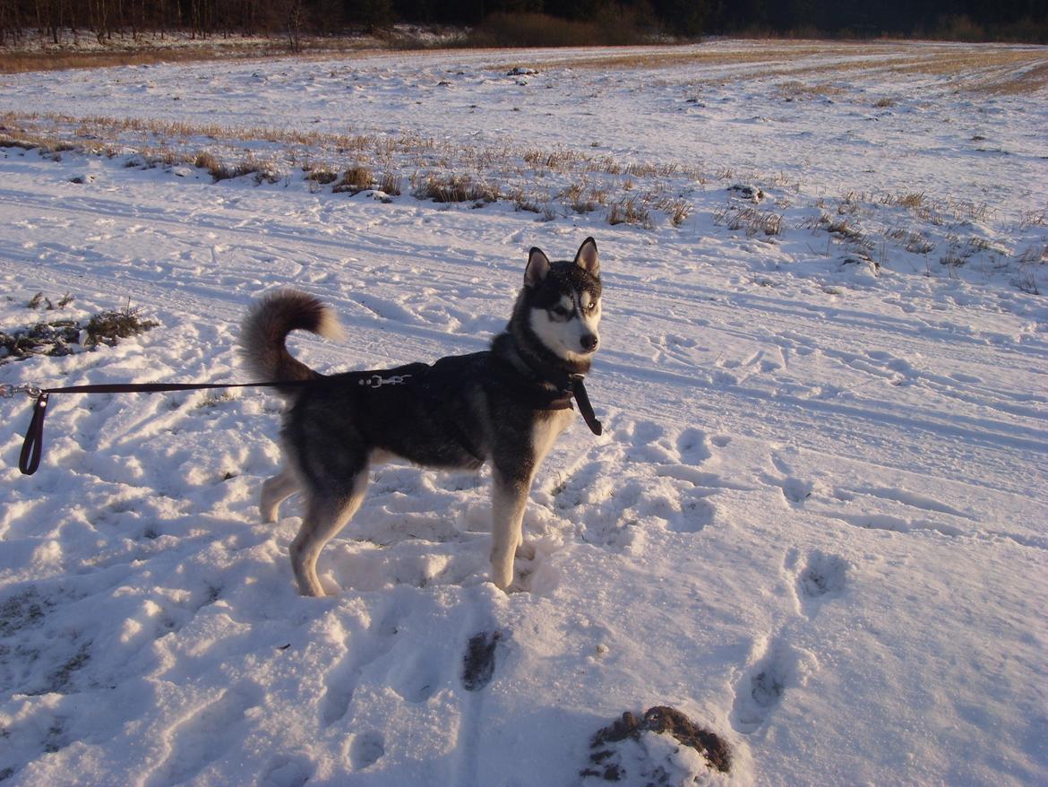 Siberian husky Samson '' Don Bamson '' billede 13