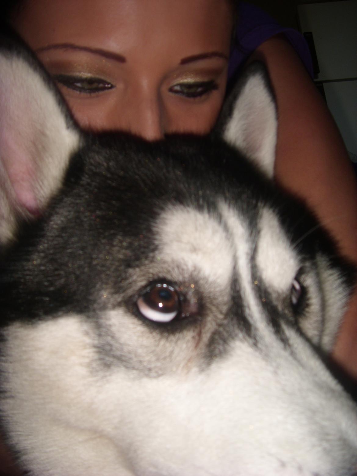 Siberian husky Samson '' Don Bamson '' billede 14