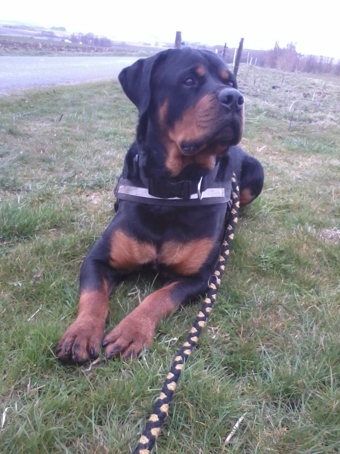 Rottweiler Fafner<3 |Faffe'laffe|<3 - Min Fafner<3 billede 24