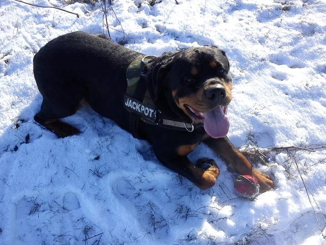 Rottweiler Fafner<3 |Faffe'laffe|<3 - Han elsker sin bold<3 billede 31