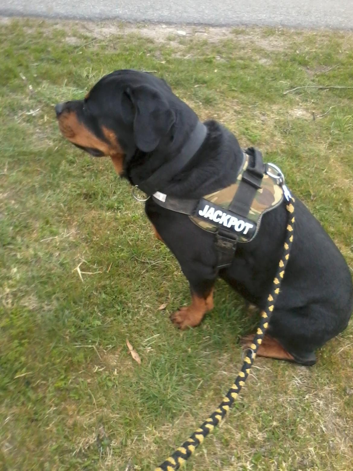 Rottweiler Fafner<3 |Faffe'laffe|<3 billede 32