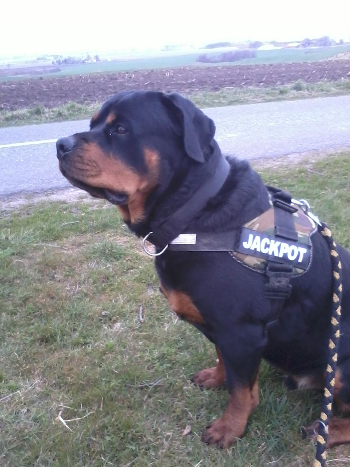 Rottweiler Fafner<3 |Faffe'laffe|<3 billede 28