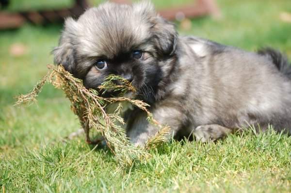 Tibetansk spaniel Sommerlyst's Lah-wa Zi-las billede 5