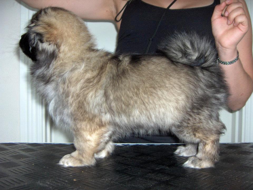 Tibetansk spaniel Sommerlyst's Lah-wa Zi-las billede 11