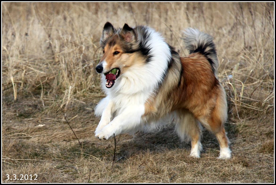 Collie langhåret Ebony Moor´s Adorable Alba billede 20