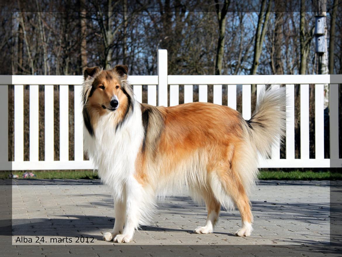 Collie langhåret Ebony Moor´s Adorable Alba billede 21