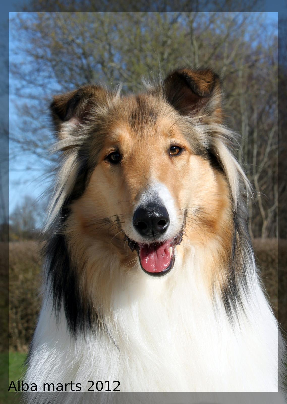 Collie langhåret Ebony Moor´s Adorable Alba billede 22