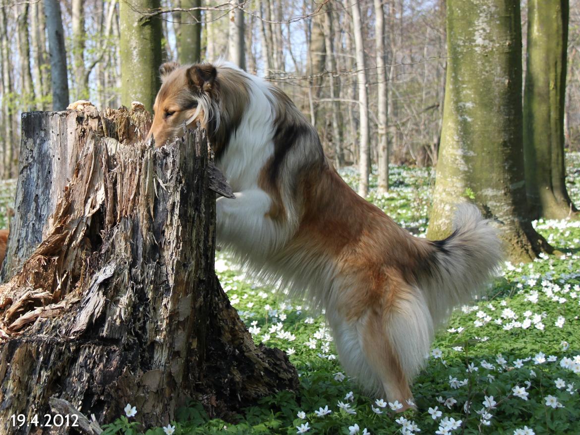 Collie langhåret Ebony Moor´s Adorable Alba billede 23