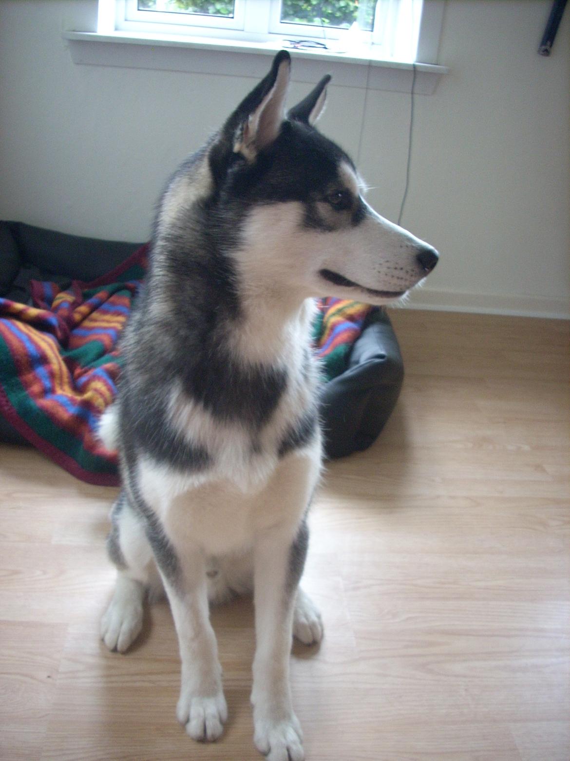 Siberian husky Samson '' Don Bamson '' billede 15
