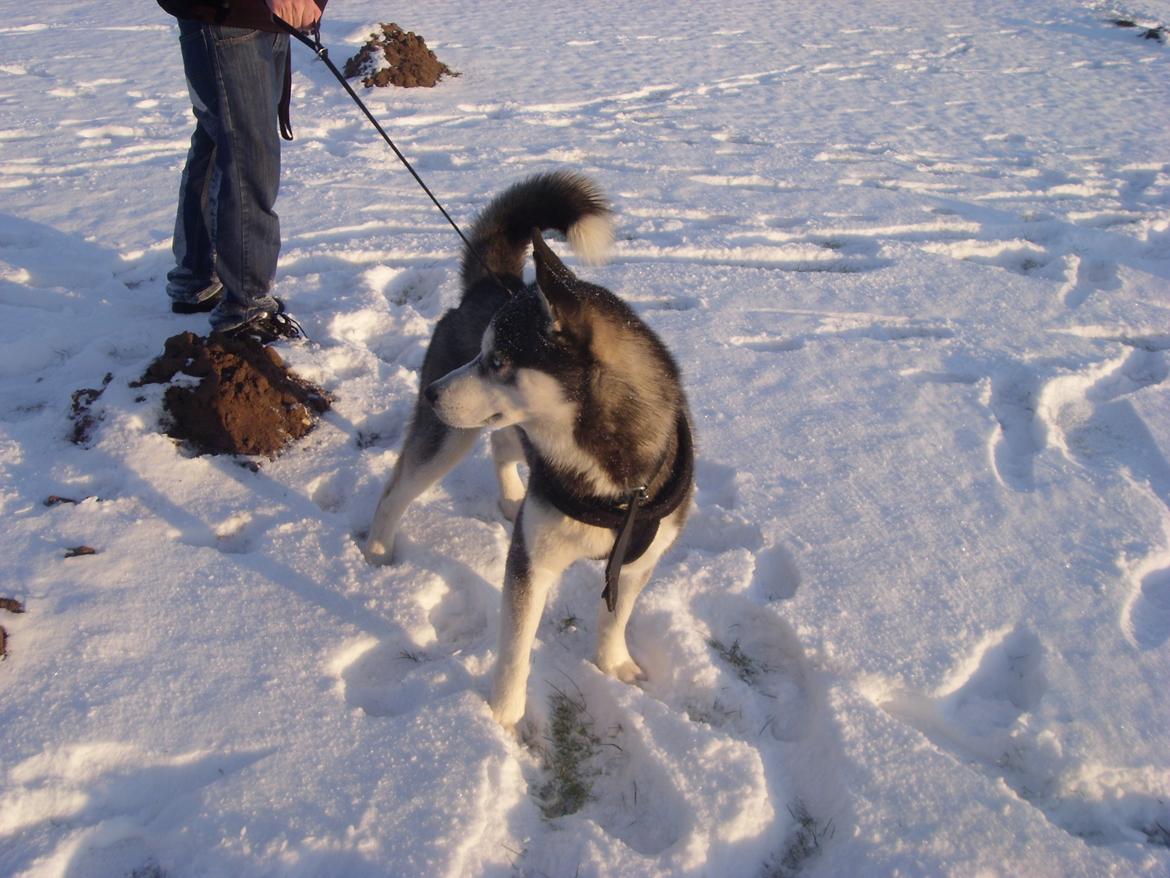 Siberian husky Samson '' Don Bamson '' billede 16