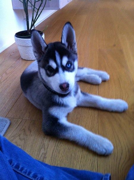 Siberian husky Samson '' Don Bamson '' billede 1