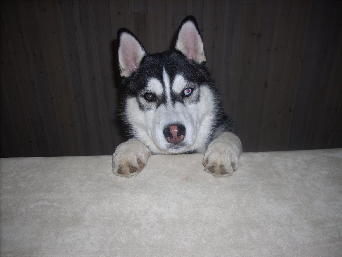 Siberian husky Samson '' Don Bamson '' billede 17
