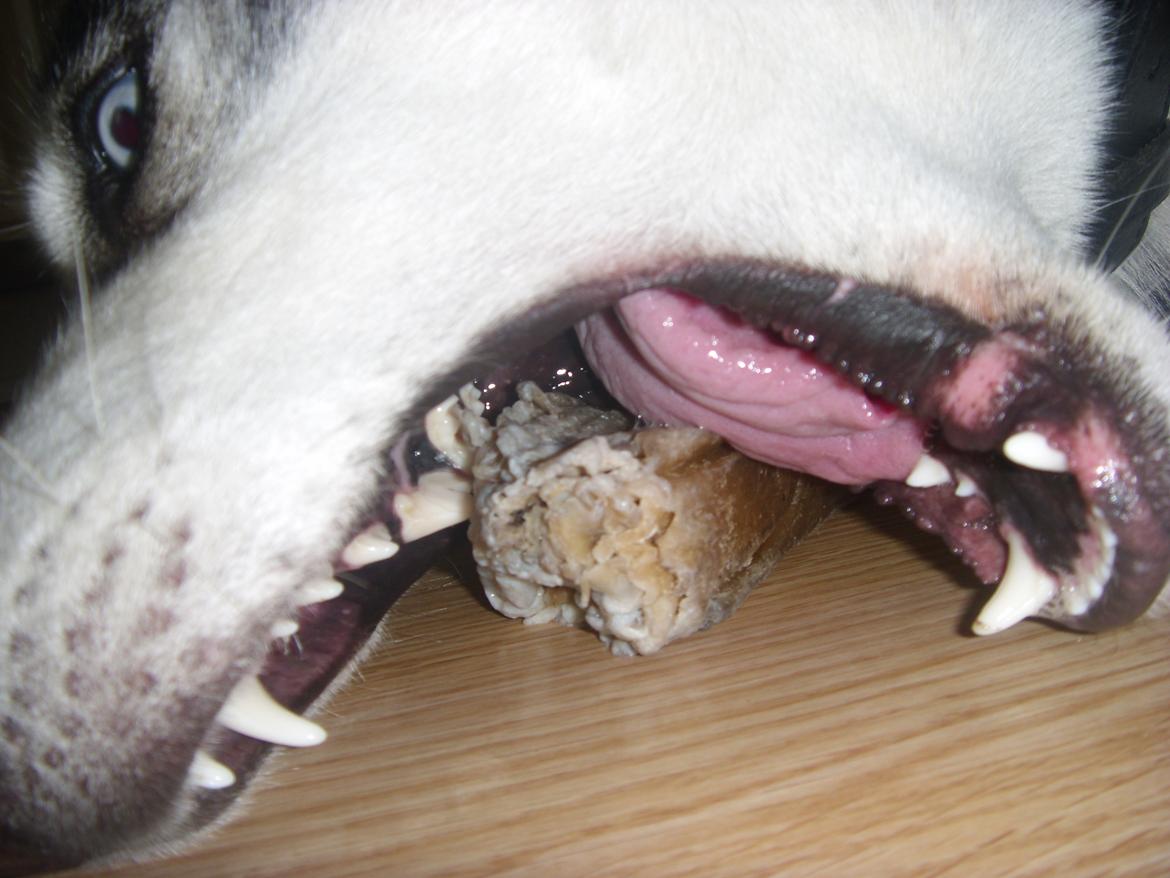 Siberian husky Samson '' Don Bamson '' billede 18