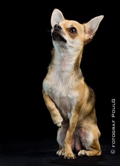 Chihuahua Frk Kvistes Brianna *Bindi* - Min smukke pige! ..
- Billedet er taget af Poul G. billede 31