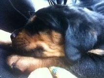 Rottweiler Dia - Smukke Dia.. billede 1