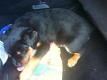 Rottweiler Dia - På vej hjem i bilen.. billede 2