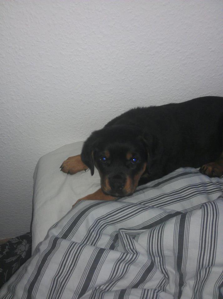 Rottweiler Dia - Hygger i sengen.. billede 3