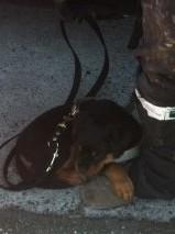 Rottweiler Dia billede 4