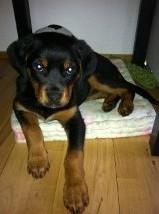 Rottweiler Dia - Smukke.. billede 6