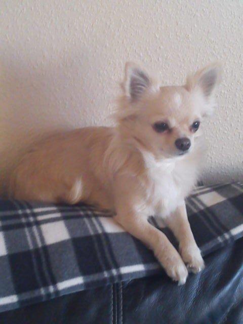 Chihuahua Timon Valentino billede 1
