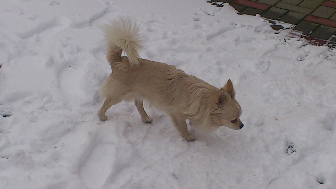 Chihuahua Timon Valentino billede 2