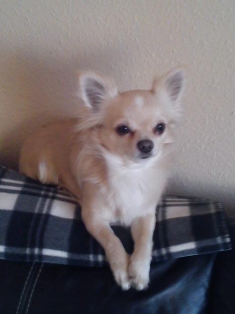 Chihuahua Timon Valentino billede 3