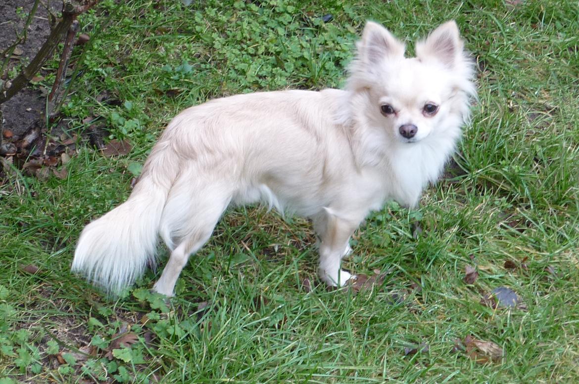 Chihuahua Timon Valentino billede 4