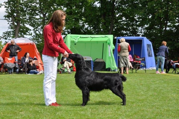 Flat coated retriever Flatrunner Faithful Floyd - Floyd´s far
Caci's Hey-Good-Lookin
 Äg. Susedalens kennel
  billede 18