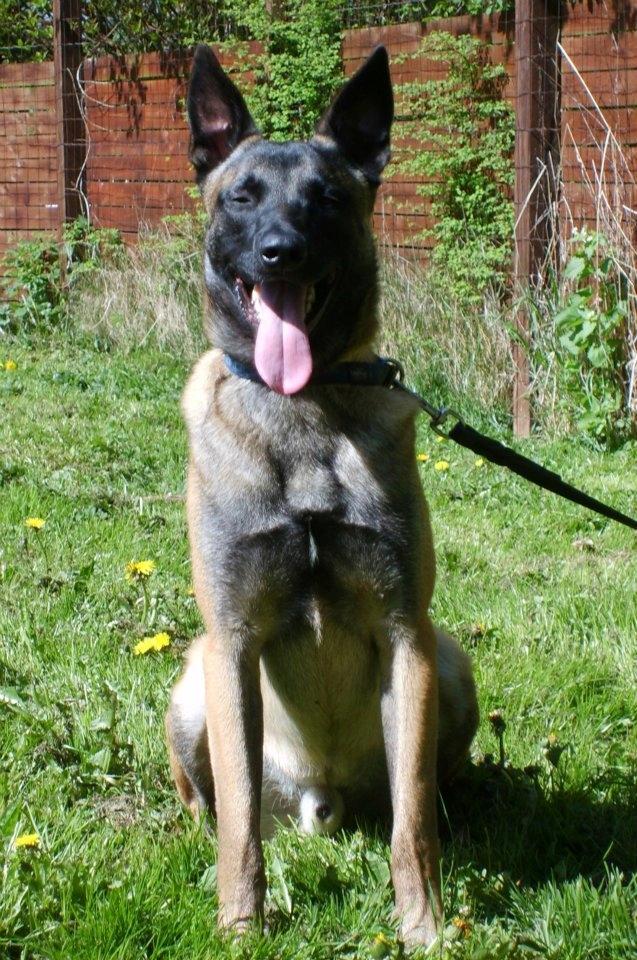 Malinois Malthe (Søholm's Funny Boy) - 5. maj 2012 billede 2