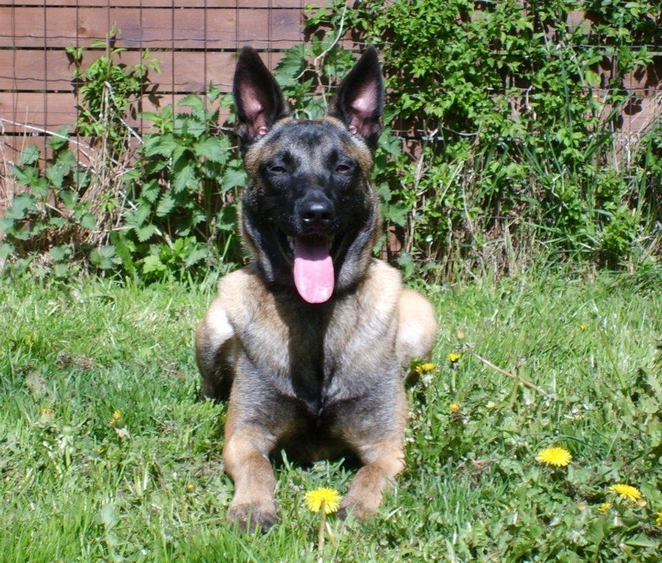 Malinois Malthe (Søholm's Funny Boy) - 5. maj 2012 billede 1