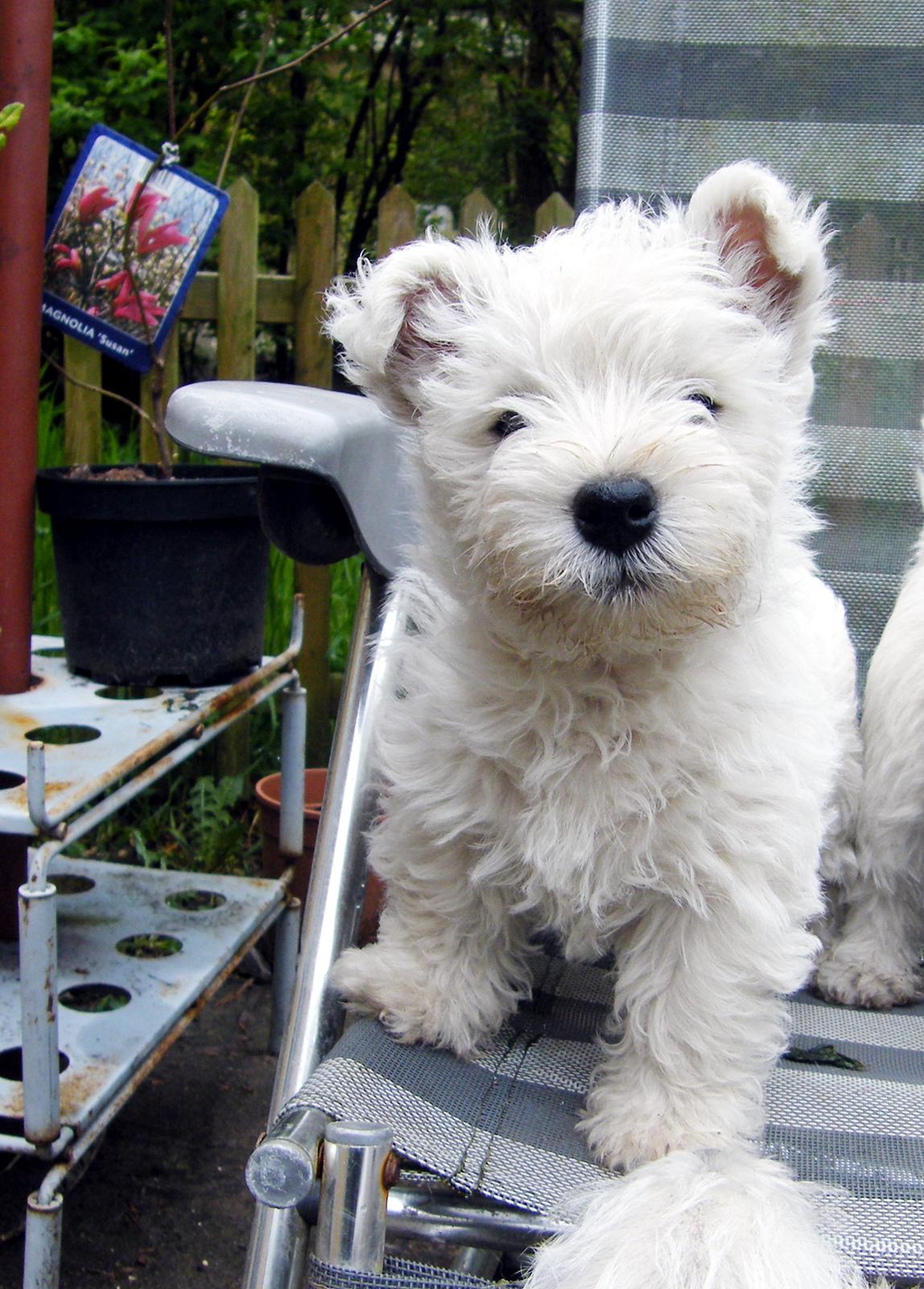 West highland white terrier Marley - Lille søde Marley billede 2