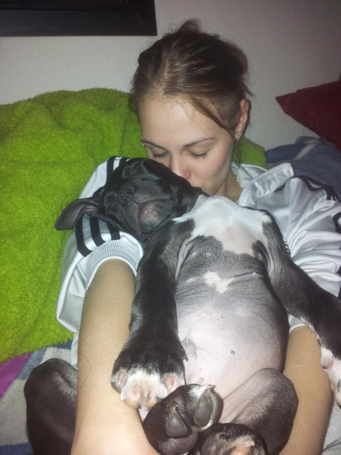 Staffordshire bull terrier Tyson solg t (min venindes) - Da han boede ved mig<3  billede 11