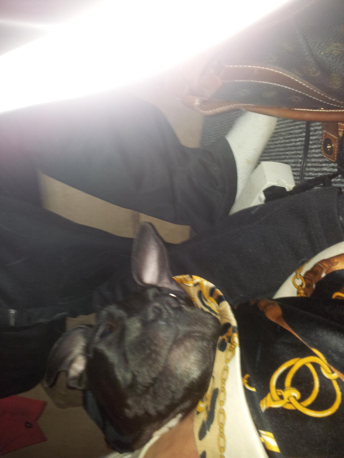 Staffordshire bull terrier Tyson solg t (min venindes) billede 12