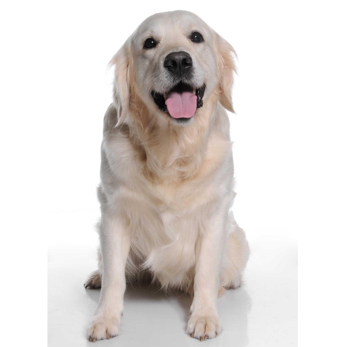 Golden retriever Balto billede 3