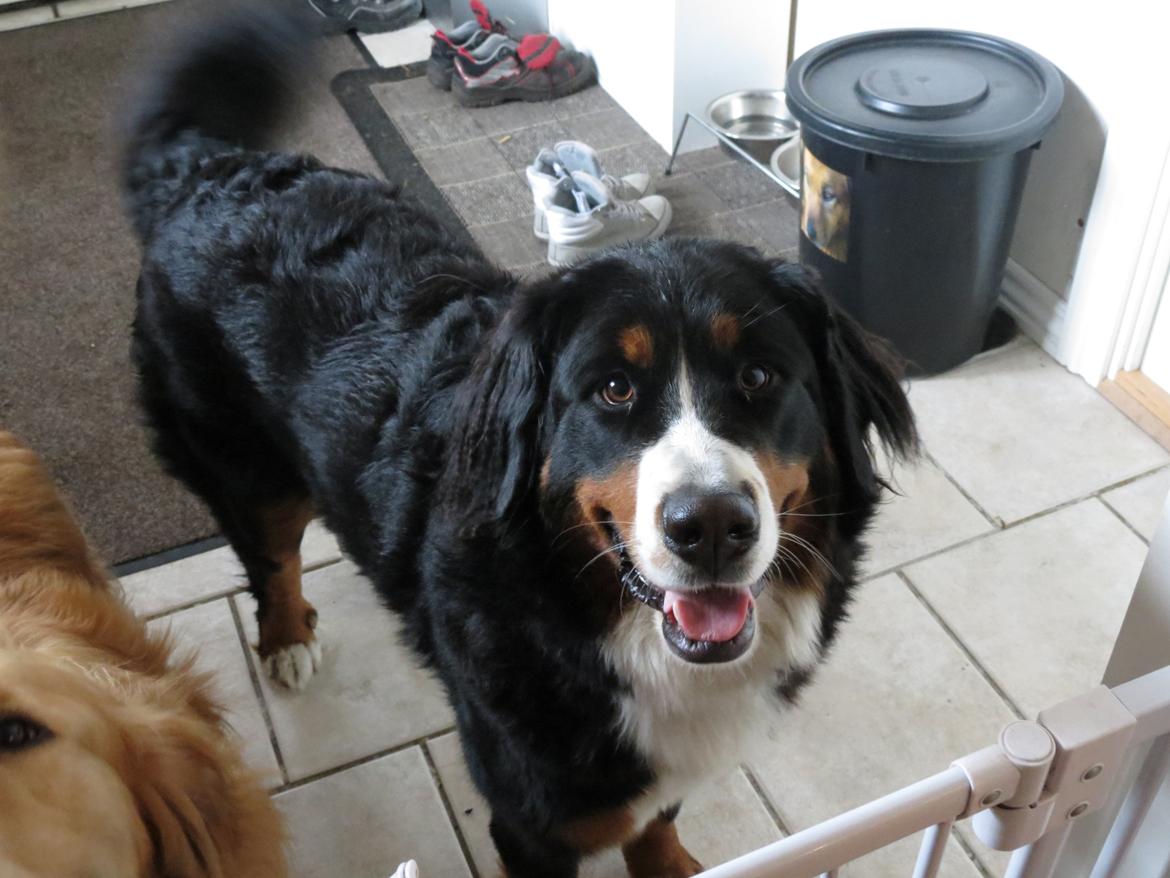 Berner sennenhund Nanna billede 18